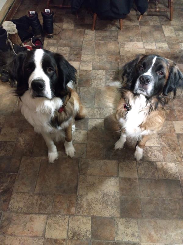 /images/uploads/griffin pond animal shelter/loveyourpet2018/entries/6570thumb.jpg